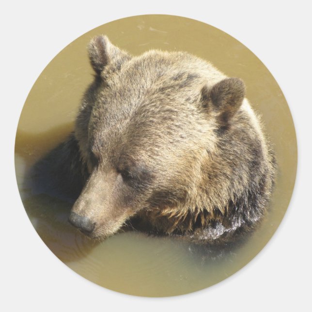Adesivo Urso Pardo (Frente)