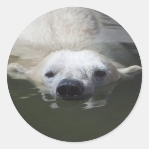 Adesivo Urso Polar
