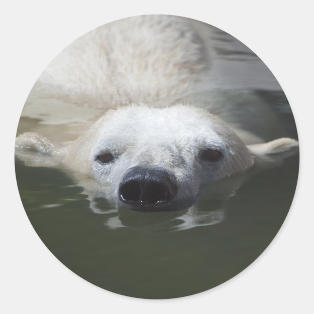 Adesivo Urso Polar (Frente)