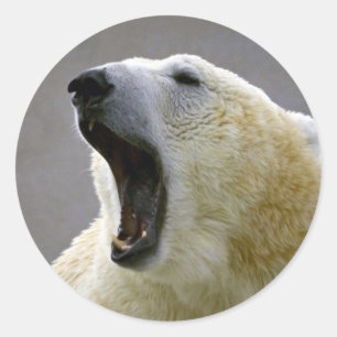 Adesivo Urso polar