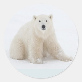 Adesivo Urso Polar
