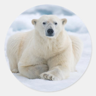 Adesivo Urso polar adulto no gelo do verão