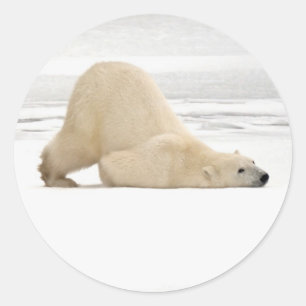 Adesivo Urso polar coçando-se na tundra congelada