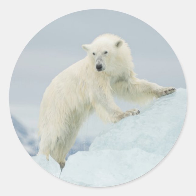 Adesivo Urso polar no verão (Frente)