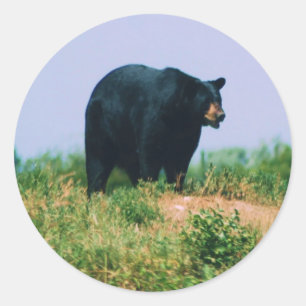 Adesivo urso preto