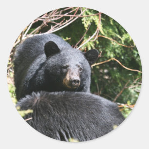 Adesivo urso preto