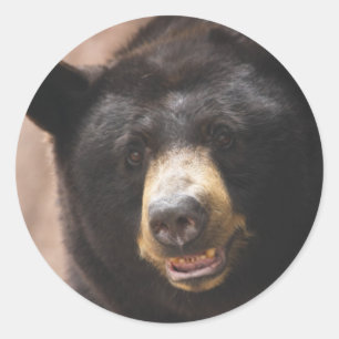 Adesivo Urso preto 142