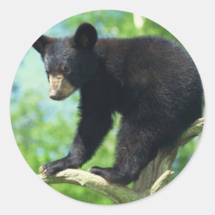 Adesivo Urso preto acima de uma árvore