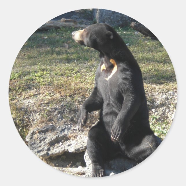 Adesivo Urso Sol no Zoológico (Frente)
