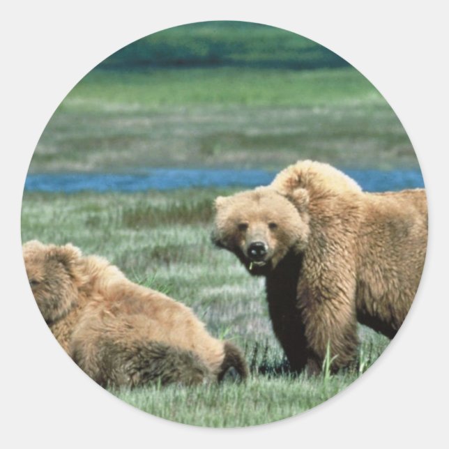 Adesivo Ursos Grizzly (Frente)