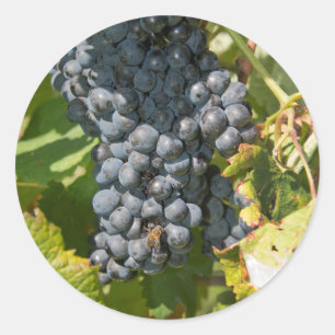 Adesivo Uruguai, Montevidéu, Área Colon. Bodegas