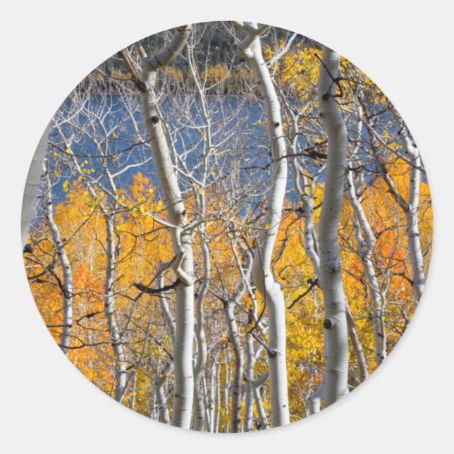 Adesivo Utah, EUA. Árvores Aspen (Populus Tremuloides) (Frente)