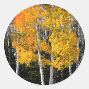 Adesivo Utah, EUA. Árvores de Aspen (Populus Tremuloides)
