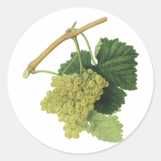 Adesivo Uvas Brancas para Vinho na Videira, Frutas Aliment (Frente)