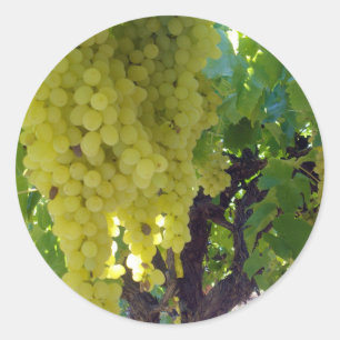 Adesivo Uvas Sultana Numa Vinha De Uva,