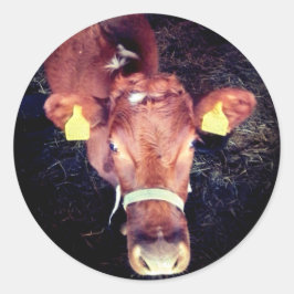 Adesivo Vaca castanha