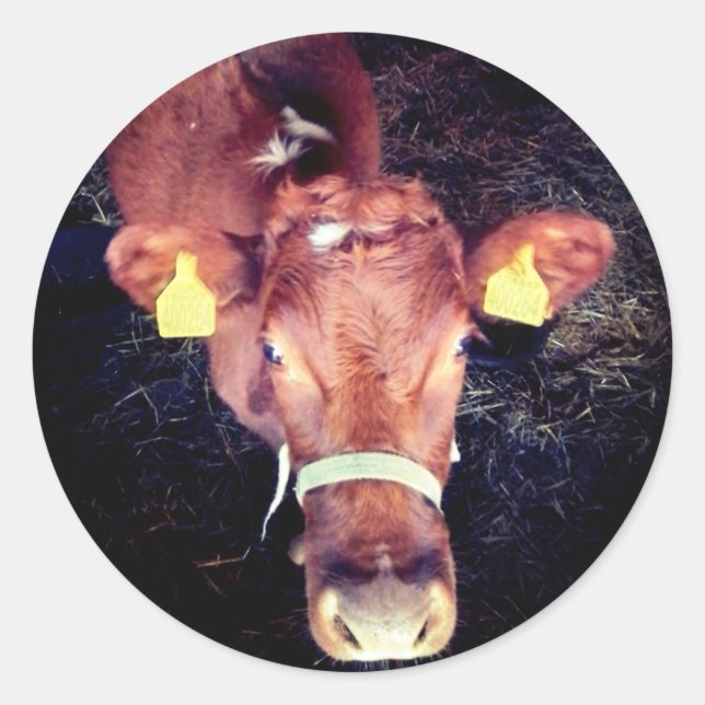 Adesivo Vaca castanha (Frente)