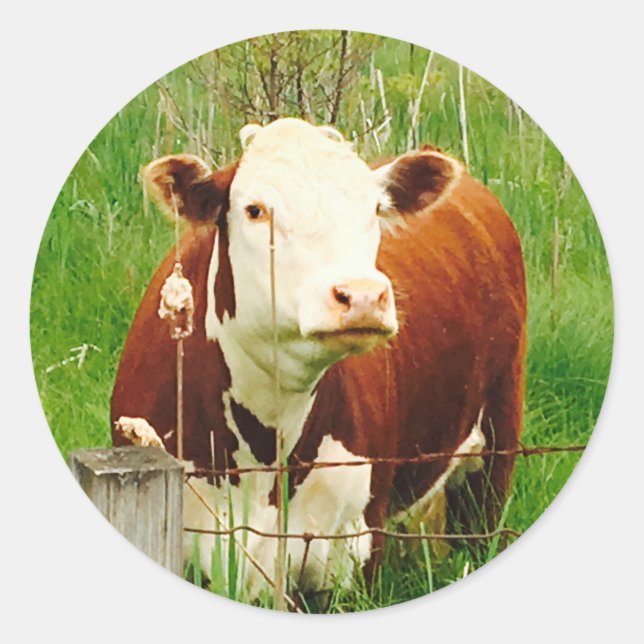 Adesivo Vaca de Fofinho 4Carla (Frente)