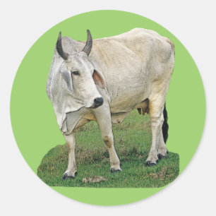 Adesivo Vaca do Brahman