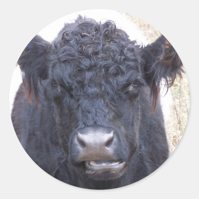 Adesivo Vaca Galloway Belga - Emma (Frente)