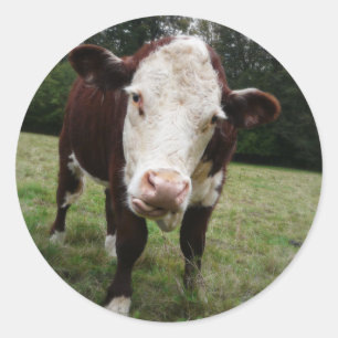 Adesivo Vaca que cola para fora a língua