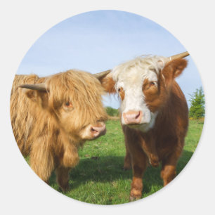 Adesivo Vacas do planalto