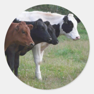 Adesivo Vacas em uma Linha