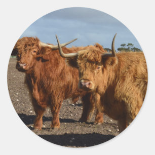 Adesivo Vacas Marrons,