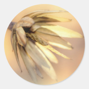 Adesivo Vagem vazio da semente do álamo de tulipa