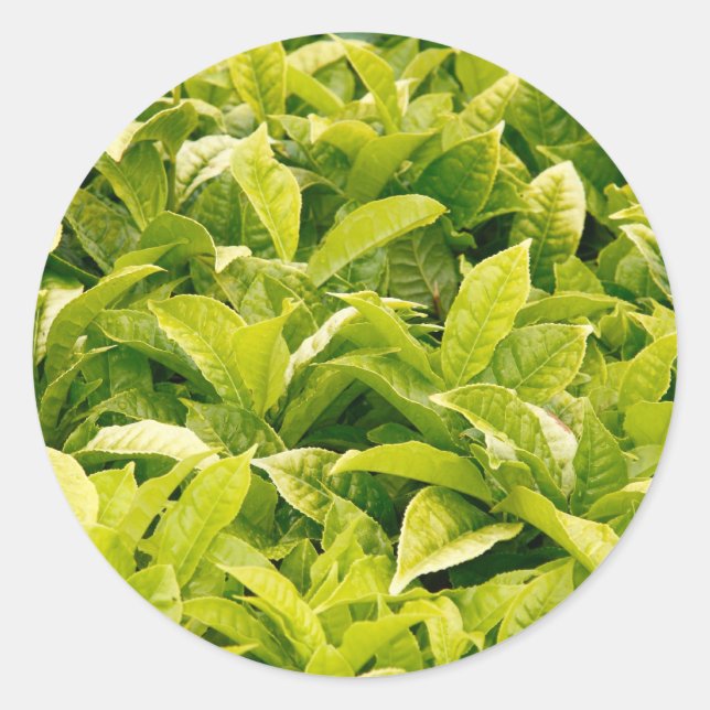 Adesivo variedade indiana de chá (Frente)