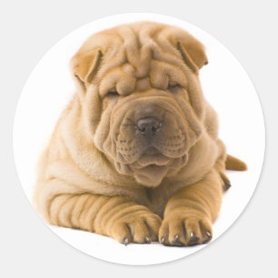 Adesivo Vedante De Cachorro De Cachorro/Selo