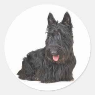 Adesivo Vedante de Cão-de-Cachorro-Terrier preto