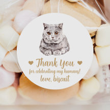 Vedantes De Casamento De Gato De Shorthair Britâni