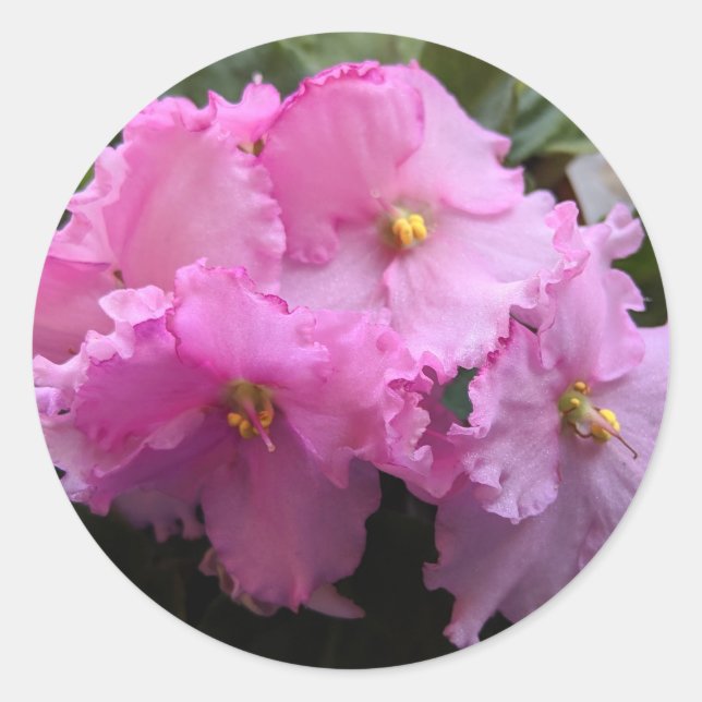 Adesivo Vedantes de envelopes violetas africanos cor-de-ro (Frente)