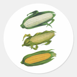 Adesivo Vegetais saudáveis da comida do vintage, milho