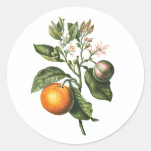 ADESIVO VELOPE SINALIZADOR: BLOSSOM DE LARANJA