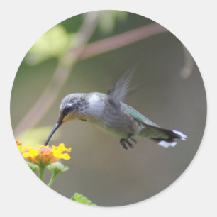 Adesivo Verão que zumbe