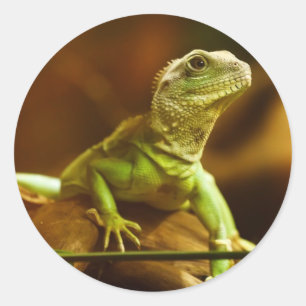 Adesivo verde