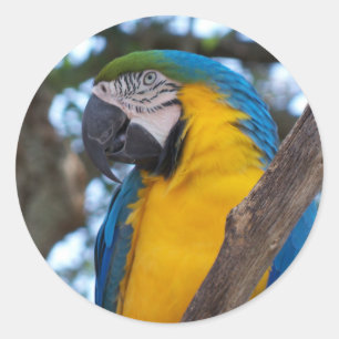 Adesivo Verde amarelo e Macaw tropical azul