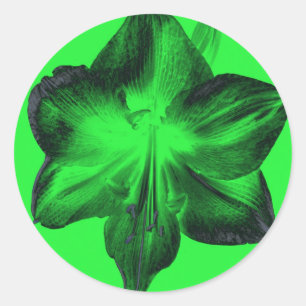 Adesivo Verde Escuro sobre o Amaryllis Verde Claro