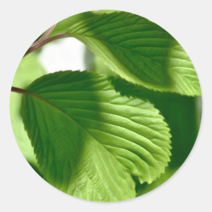 Adesivo Verde-folha