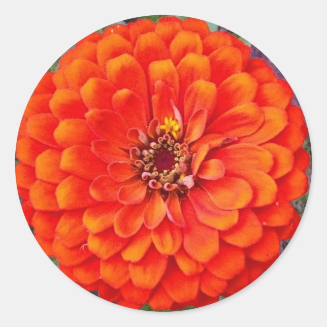 Adesivo Vibração Laranja Zinnia Palha Floral/Selos (Frente)