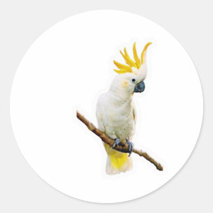 Adesivo Vibrante Cacatua Tropical - Papagaio Indonésio Exó
