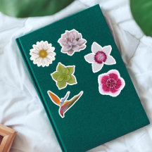 Vibrante, Colorida, Desenhada À Mão E Selvagem