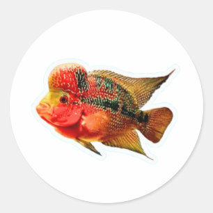 Adesivo Vibrante de Ciclídeo Flowerhorn, Exótico L