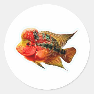 Adesivo Vibrante de Ciclídeo Flowerhorn, Exótico L
