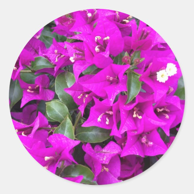 Adesivo Vibrantes flores de Bougainvillea Roxa (Frente)