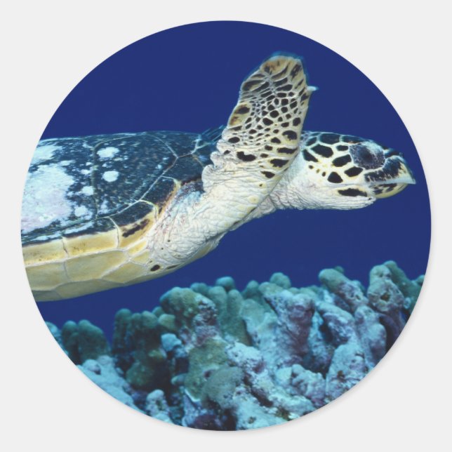 Adesivo Vida marítima - Tartaruga marinha (Frente)