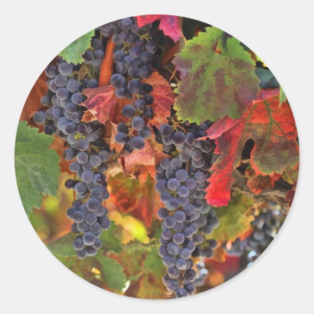 Adesivo Vinhas De Colheita Vinhas De Vinho (Frente)
