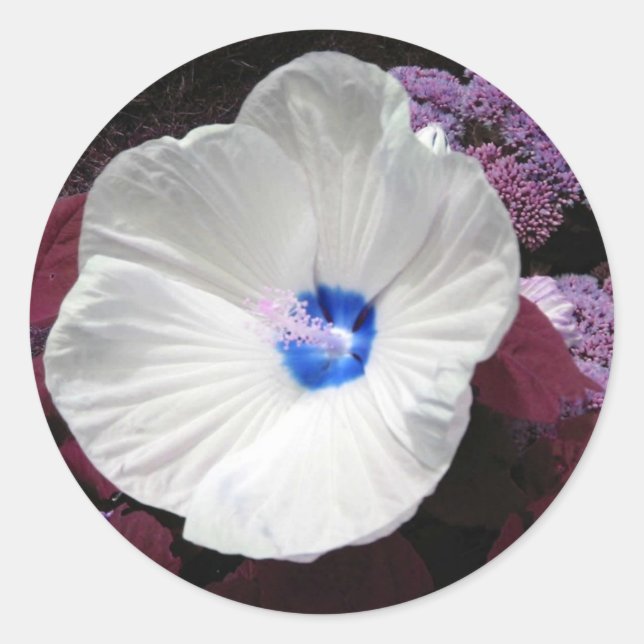 Adesivo Vinheta Azul Hibiscus - Personalizável (Frente)